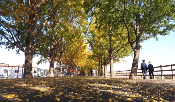 http://mail.thefestival.co.kr/upfile/img/2020/11/0ju2012_1604315847.jpg